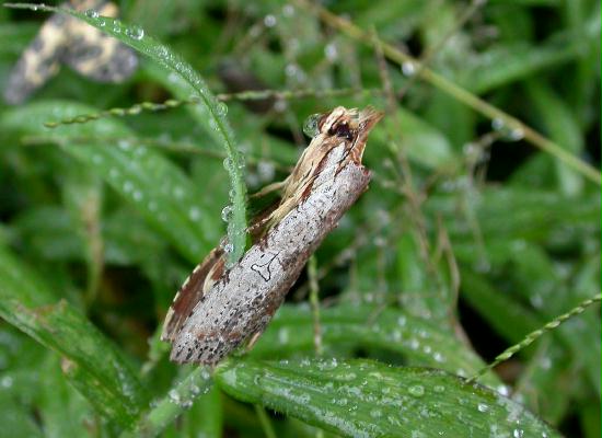 Moth species, Mindo 1600m