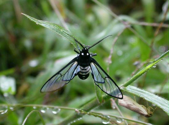 Moth species, Mindo 1600m