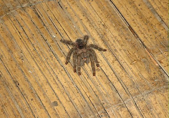 Tarantula species, La Selva <200m