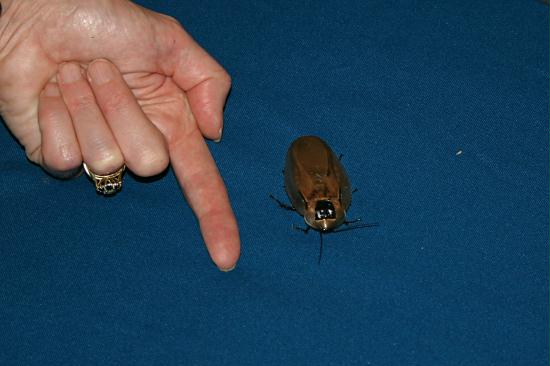 Giant Amazonian Cockroach, La Selva <200m