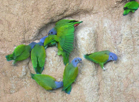 Blue-headed Parrots, Blanquillo clay lick