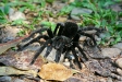 Black Tarantula, Manu Wildlife Centre