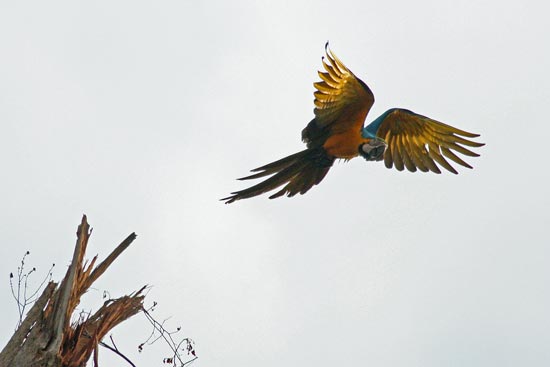 Blue-and-Yellow Macaw, Manu