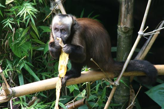 Brown Capuchin Monkey, Cock of the Rock Lodge, Manu Road
