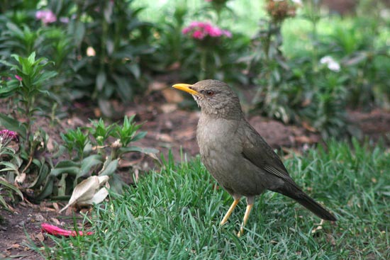 Chiguanco Thrush, Cusco 'town park'