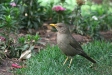 Chiguanco Thrush, Cusco 'town park'