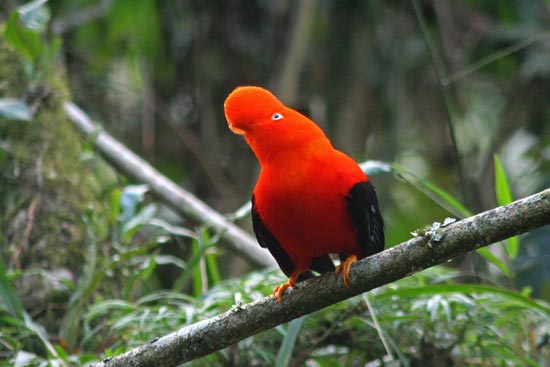 Cock of the Rock at lek site, Manu Road