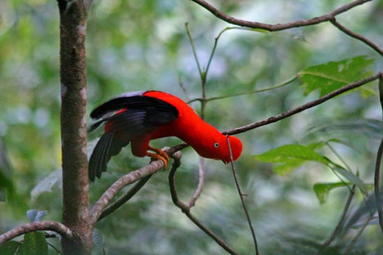 Cock of the Rock at lek site, Manu Road