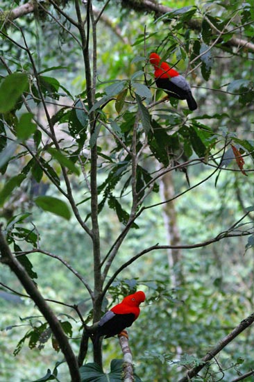 Cock of the Rock males at lek site, Manu Road