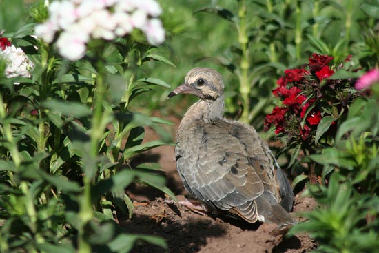Juvenile Eared Dove, Cusco 'town park'