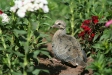 Juvenile Eared Dove, Cusco 'town park'
