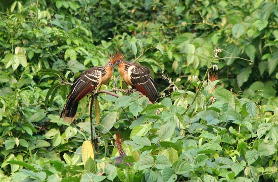 Hoatzin, Cocha Blanco Oxbow Lake, Manu