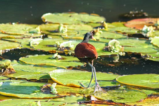 Jacana, Cocha Blanco Oxbow Lake, Manu