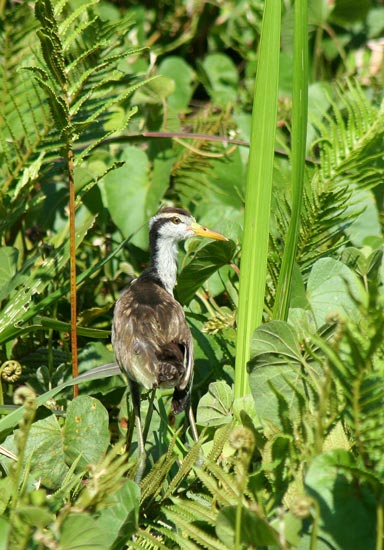 Immature Jacana, Cocha Blanco Oxbow Lake, Manu
