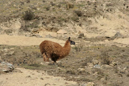 Llama, Ninamarca, Andes