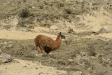 Llama, Ninamarca, Andes
