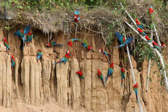 Red-and-Green Macaws, Blanquillo clay lick