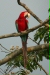 Red-and-Green Macaw, Blanquillo clay lick