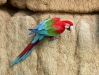 Red-and-Green Macaw, Blanquillo clay lick