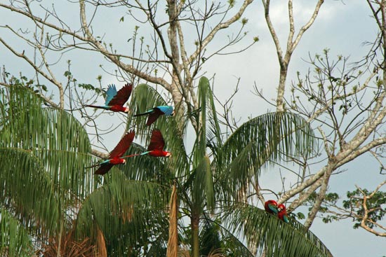 Red-and-Green Macaws, Blanquillo clay lick