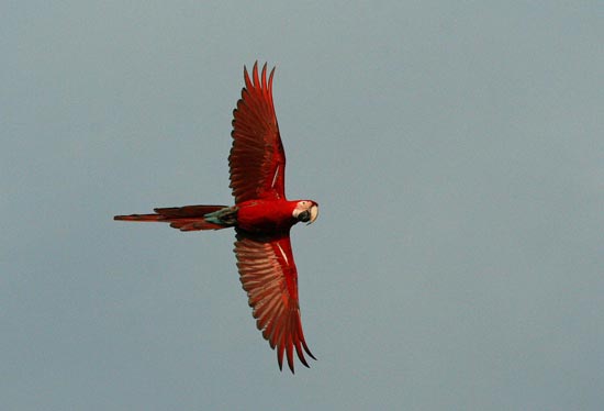 Red-and-Green Macaws, Blanquillo clay lick