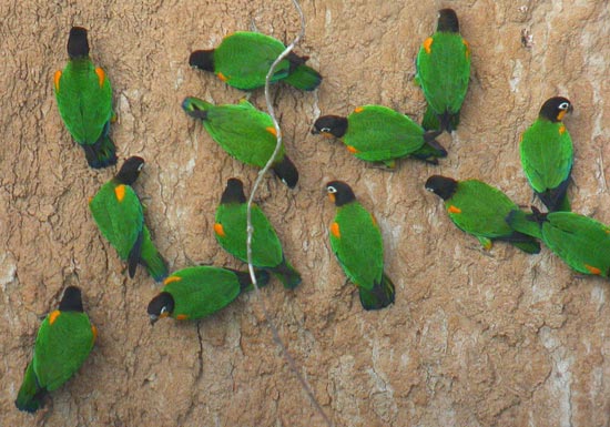 Orange-cheeked Parrots, Blanquillo clay lick