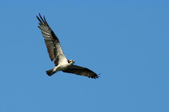 Osprey, Cocha Blanco Oxbow Lake, Manu