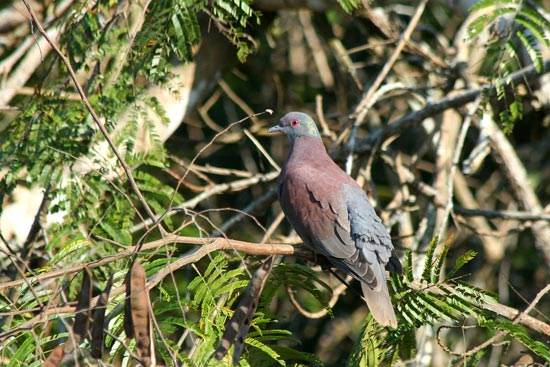 Pale-vented Pigeon, Manu