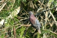 Pale-vented Pigeon, Manu