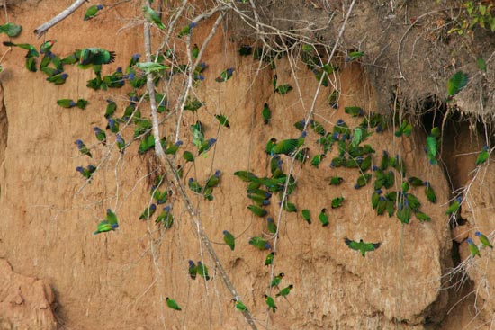 Blue-headed Parrots, Blanquillo clay lick