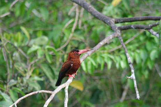 Purus (Chestnut) Jacamar, Cocha Blanco Oxbow Lake, Manu