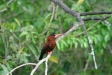 Purus (Chestnut) Jacamar, Cocha Blanco Oxbow Lake, Manu