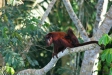 Red Howler Monkeys, Manu Wildlife Centre