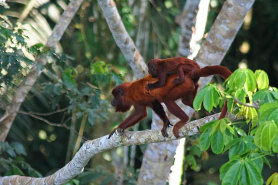 Red Howler Monkeys, Manu Wildlife Centre