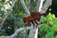 Red Howler Monkeys, Manu Wildlife Centre