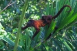 Red Howler Monkeys, Manu Wildlife Centre