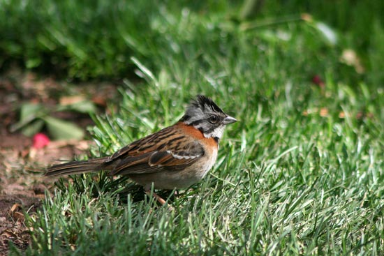 Rufous-collared Sparrow, Cusco 'town park'