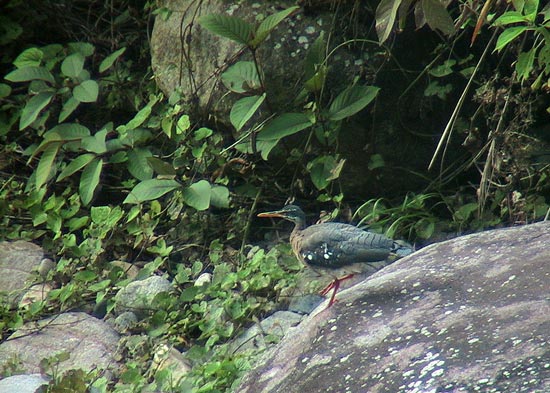 Sunbittern, Cock of the Rock Lodge, Manu Road