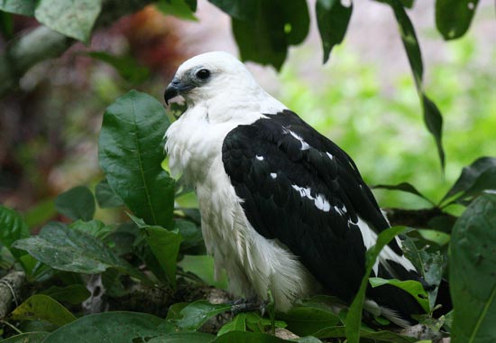 Swallow-tailed Kite, Manu Wildlife Centre