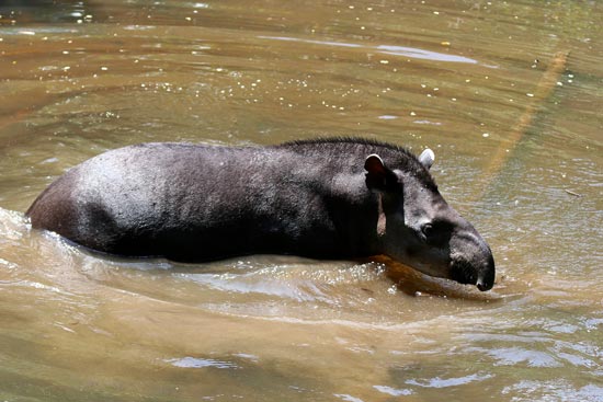 Brazilian (Lowland) Tapir, Manu Wildlife Centre