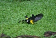 Yellow-rumped Cacique, Amazonia Lodge, Manu