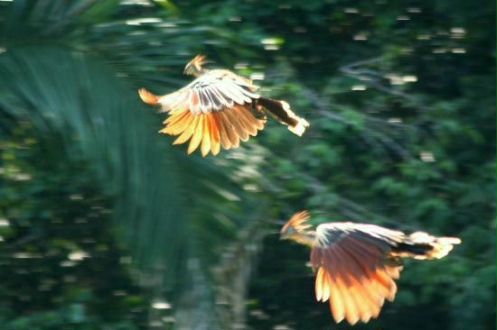 Hoatzins in flight