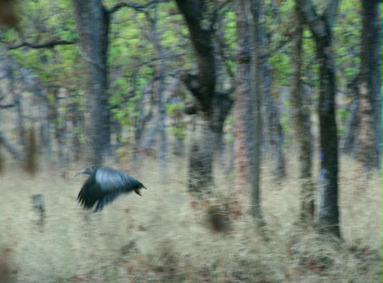 Giant Ibis