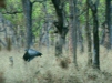 Giant Ibis