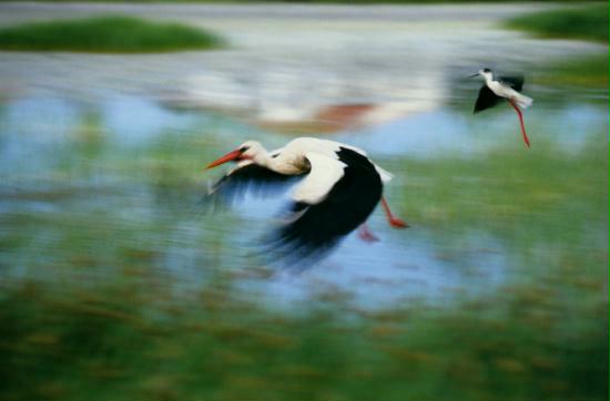 White Stork and Black-winged Stilt in flight