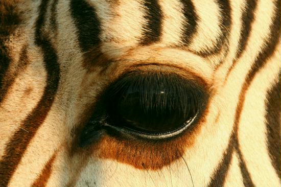 Hartmann's Mountain Zebra