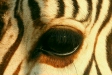 Hartmann's Mountain Zebra