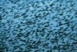 Starlings