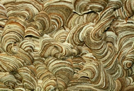 Wasp's nest