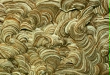 Wasp's nest